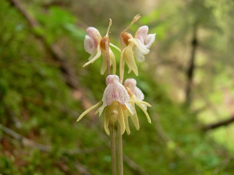 Epipogium Aphyllum, Spookorchis im Sweiss Graubunden