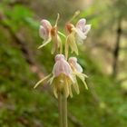 Epipogium Aphyllum, Spookorchis im Sweiss Graubunden