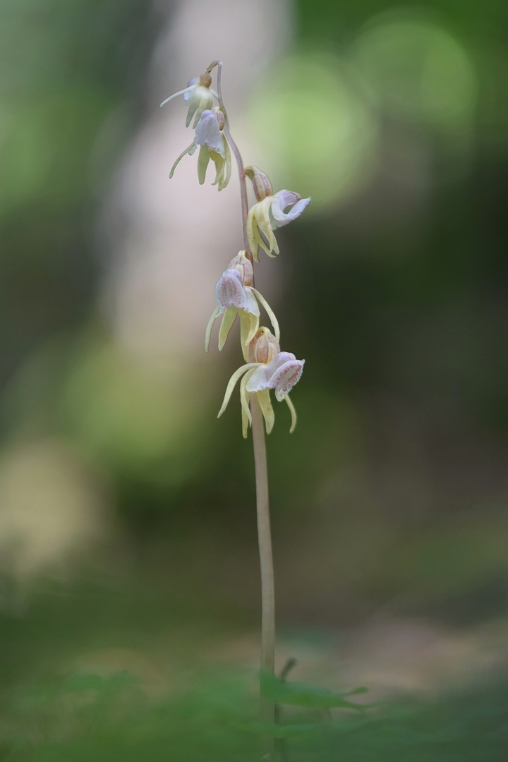 Epipogium aphyllum (Swartz 1814)