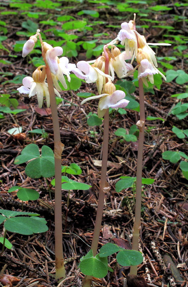 Epipogium aphyllum Swartz