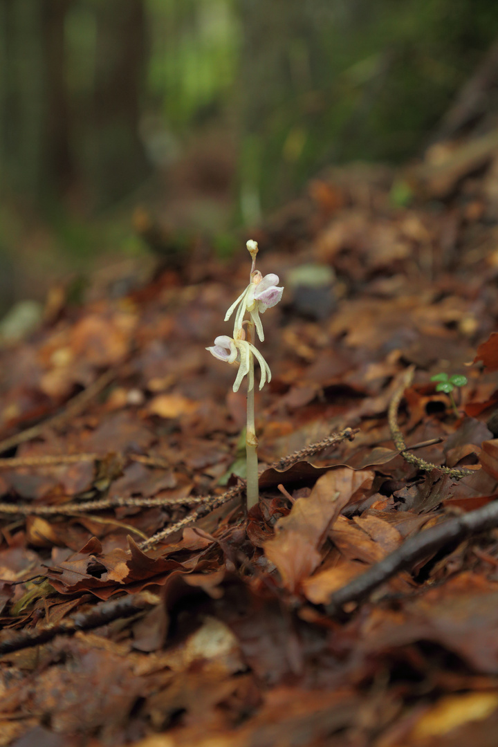 Epipogium aphyllum; Widerbart