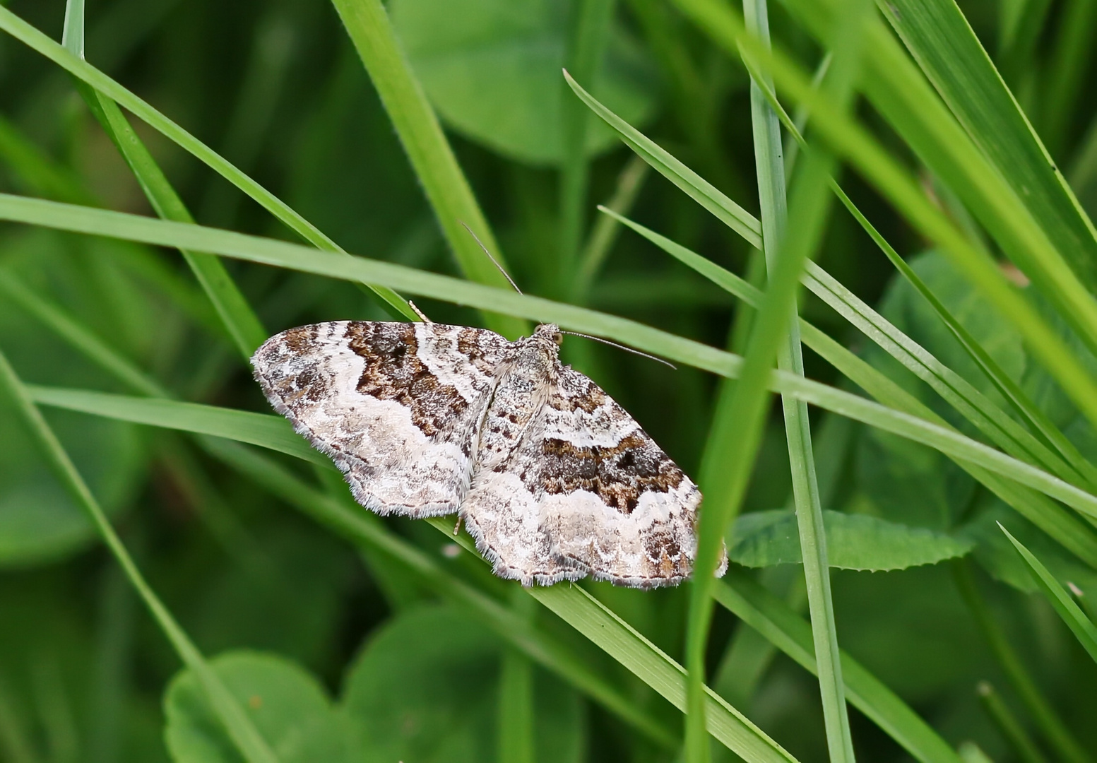 Epirrhoe alternata 