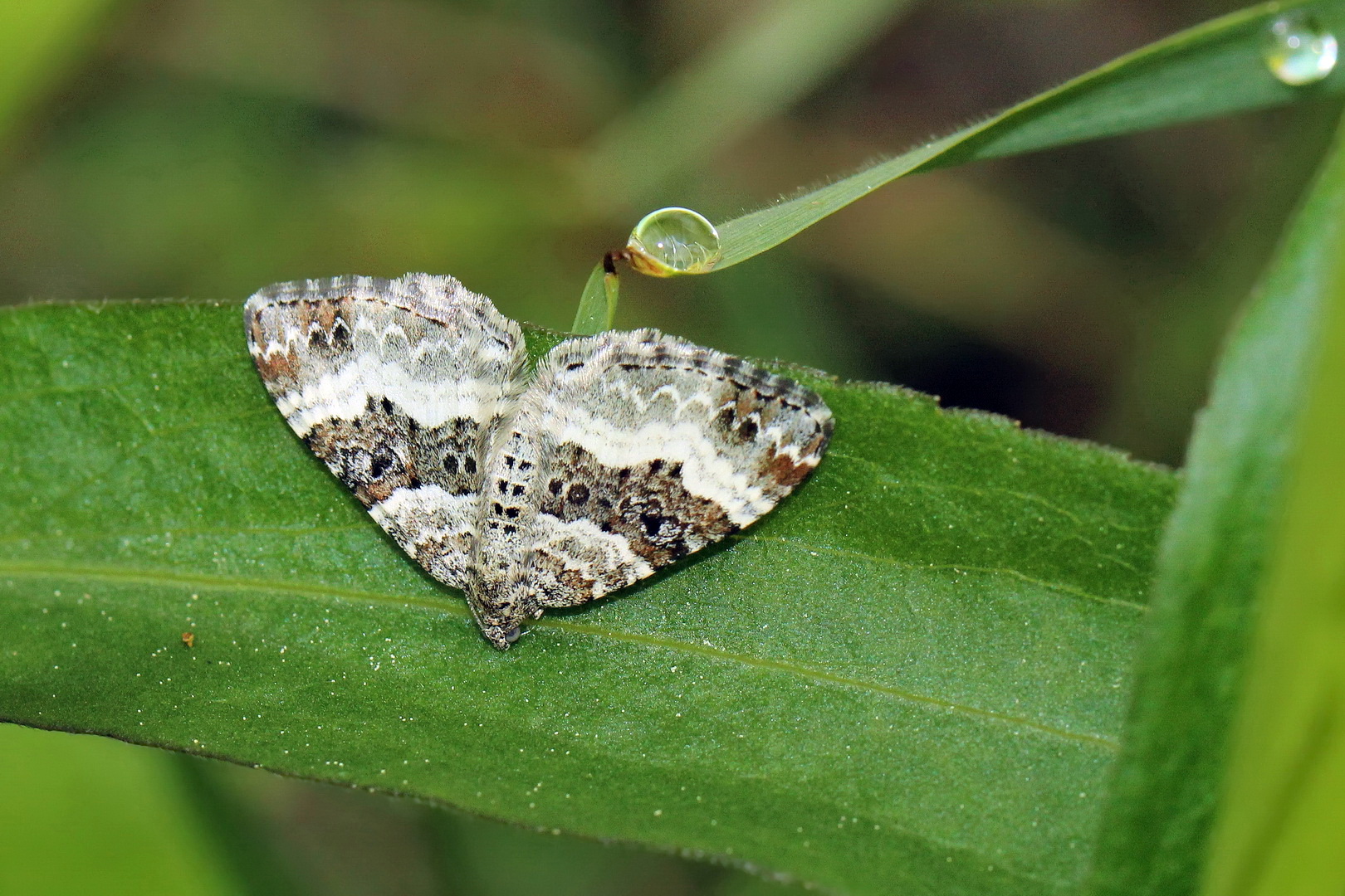 Epirrhoe alternata