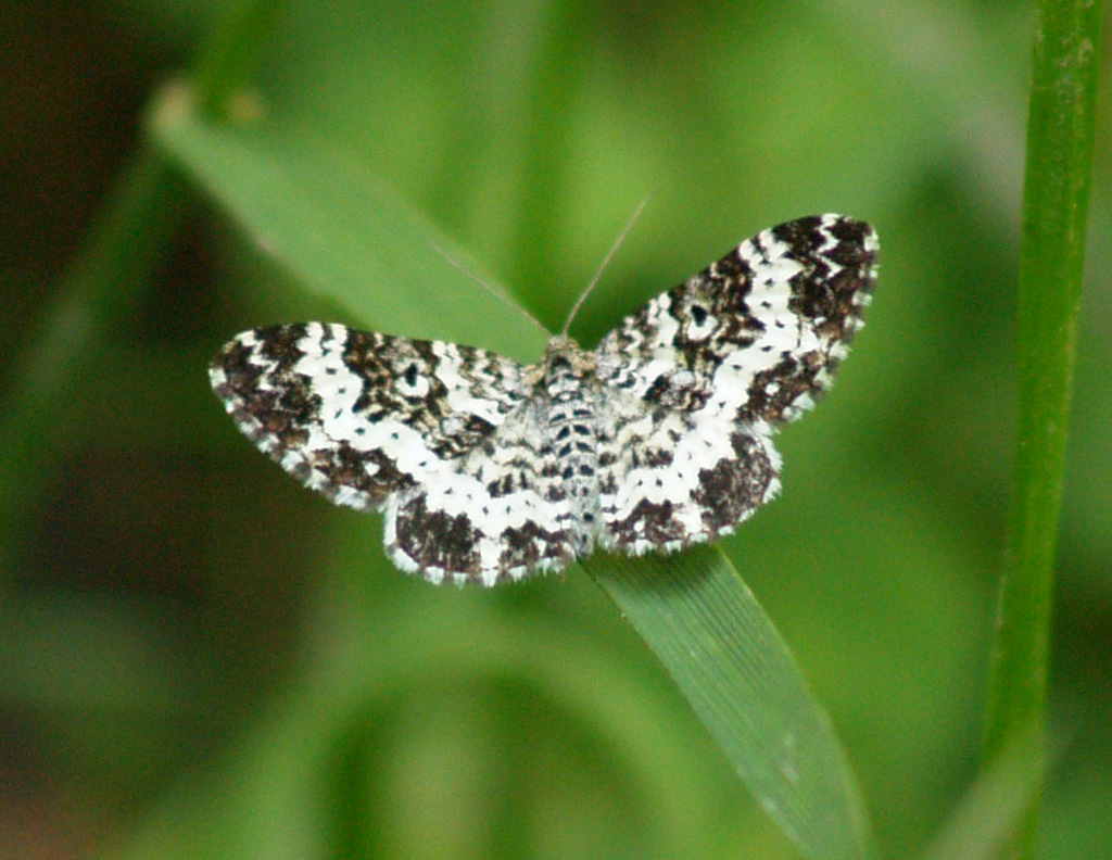 Epirrhoe tristata- Fleckleib Labkrautspanner