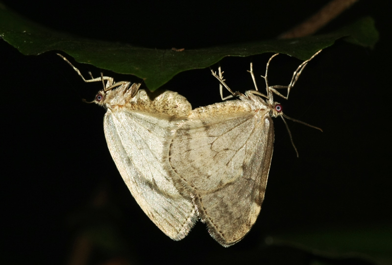 Epirrita species copula