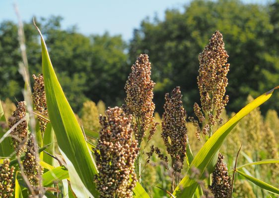 Epis de sorgho