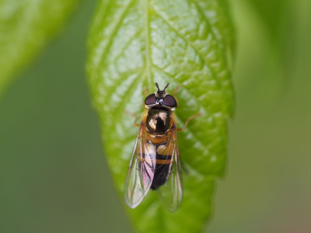 Epistrophe eligans, Zweiband-Wiesenschwebfliege