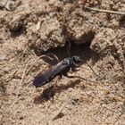 Episyron rufipes am Nest