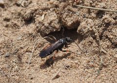 Episyron rufipes am Nest