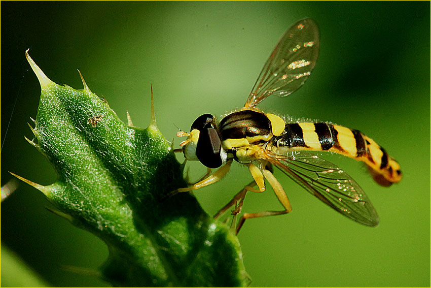 Episyrphus balteatus