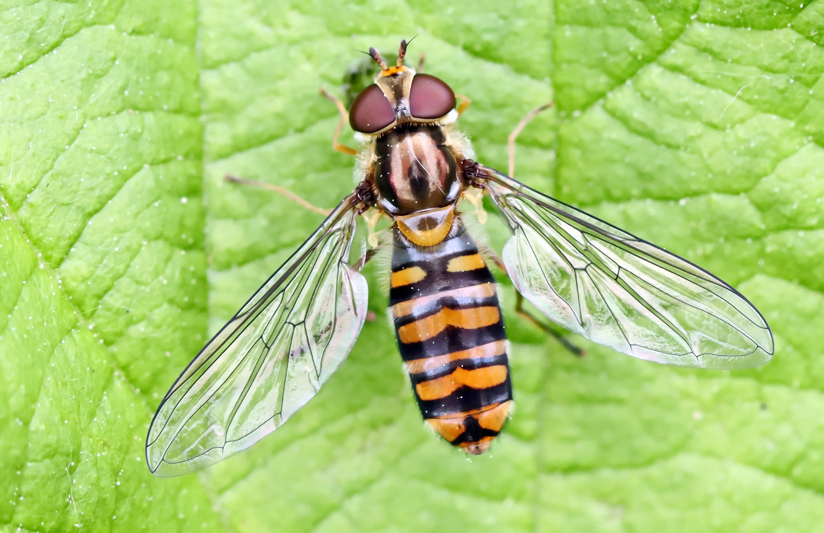 Episyrphus balteatus