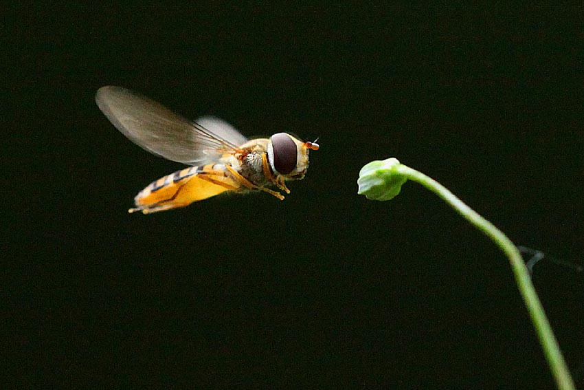 Episyrphus balteatus