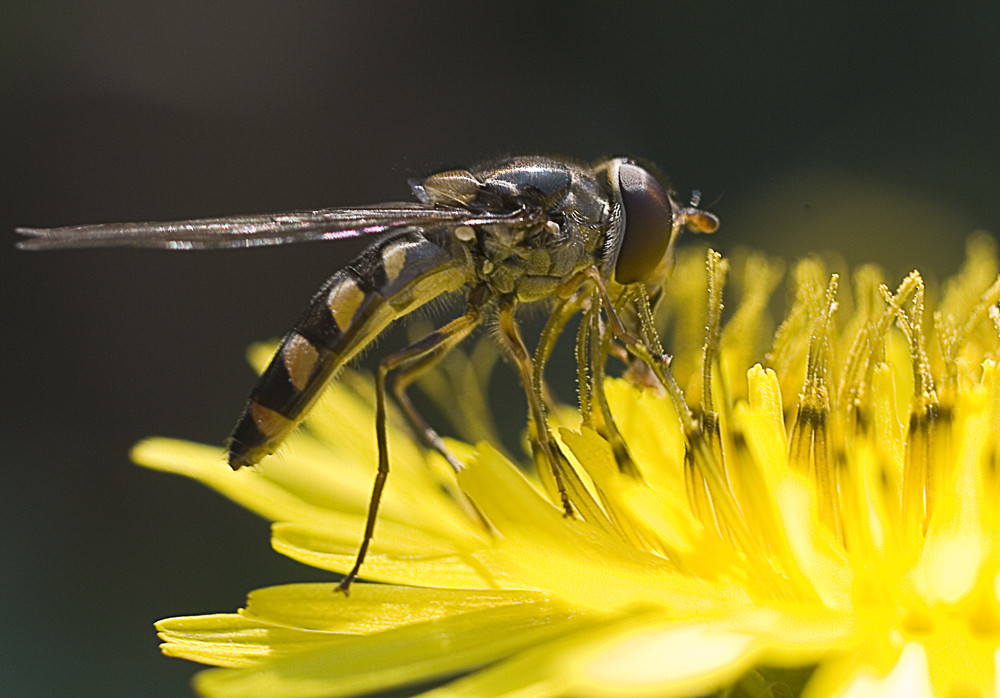 episyrphus balteatus