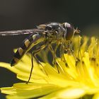 episyrphus balteatus