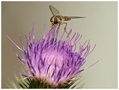 Episyrphus balteatus