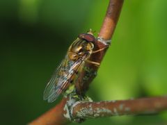 Episyrphus balteatus