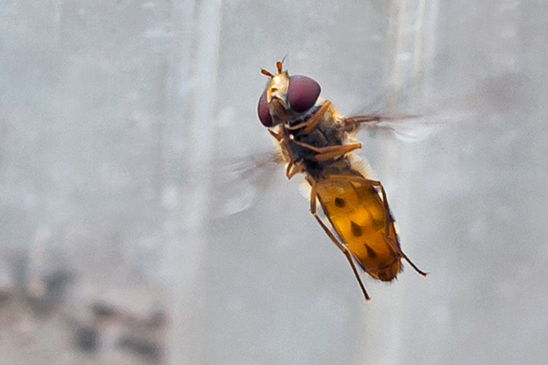 Episyrphus balteatus