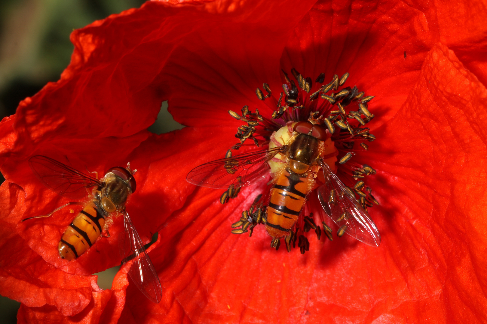 episyrphus balteatus