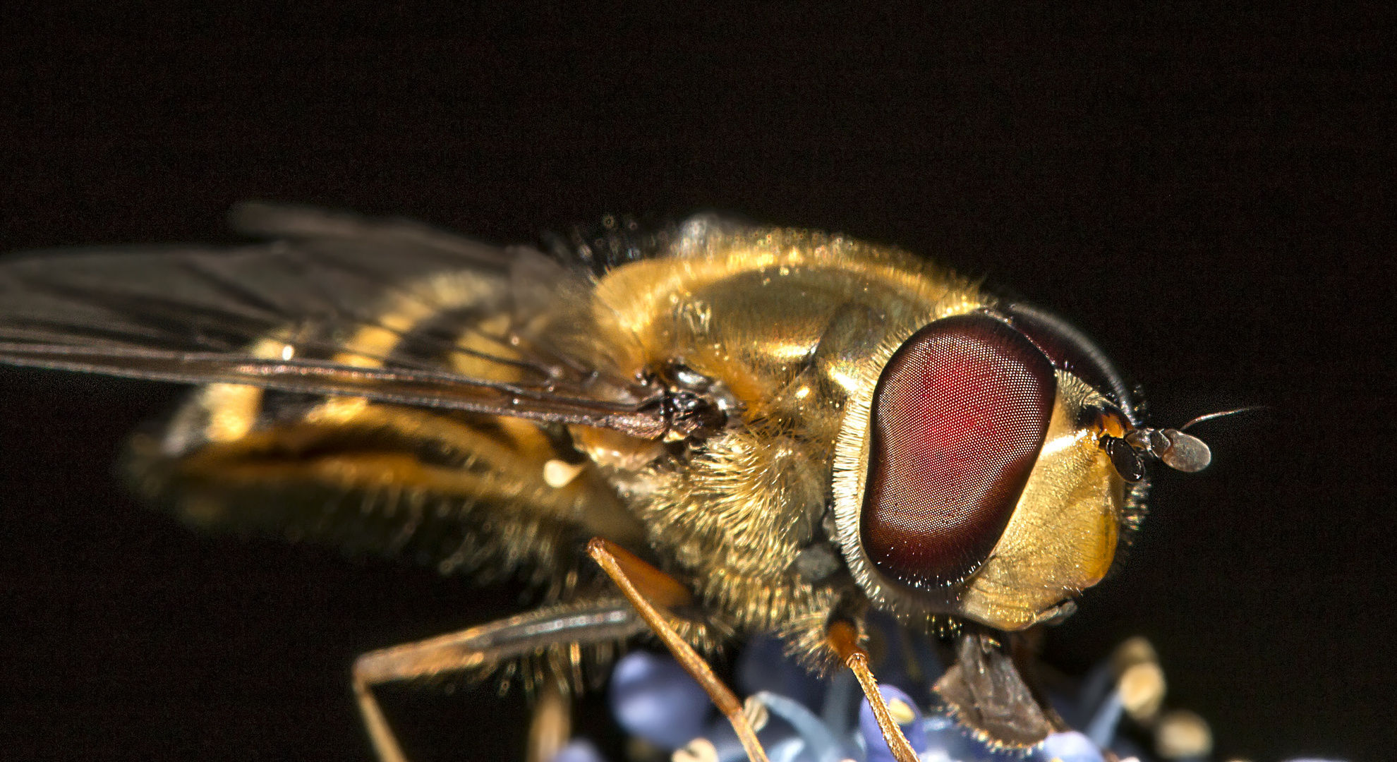 Episyrphus balteatus