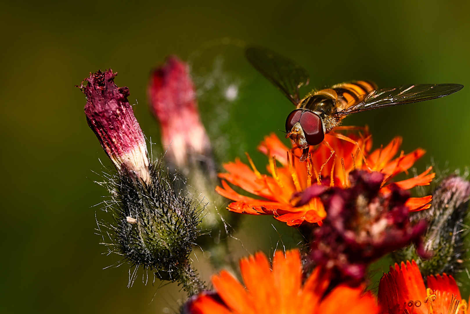 "EPISYRPHUS BALTEATUS"