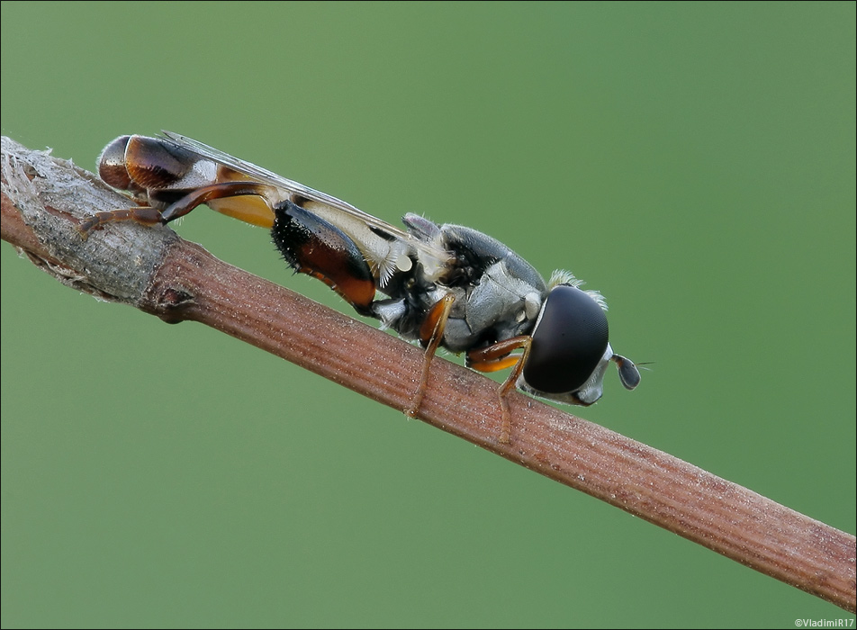 Episyrphus balteatus