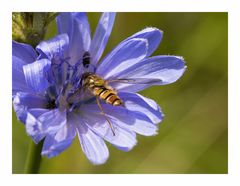 Episyrphus balteatus