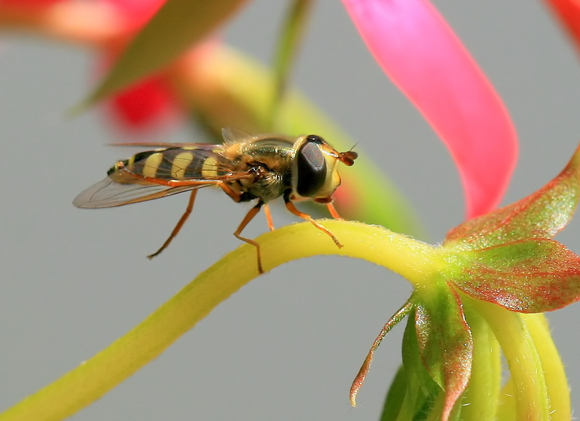 Episyrphus balteatus