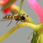 Episyrphus balteatus