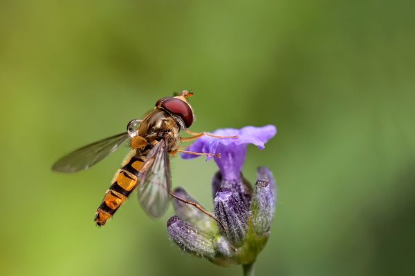 Episyrphus balteatus