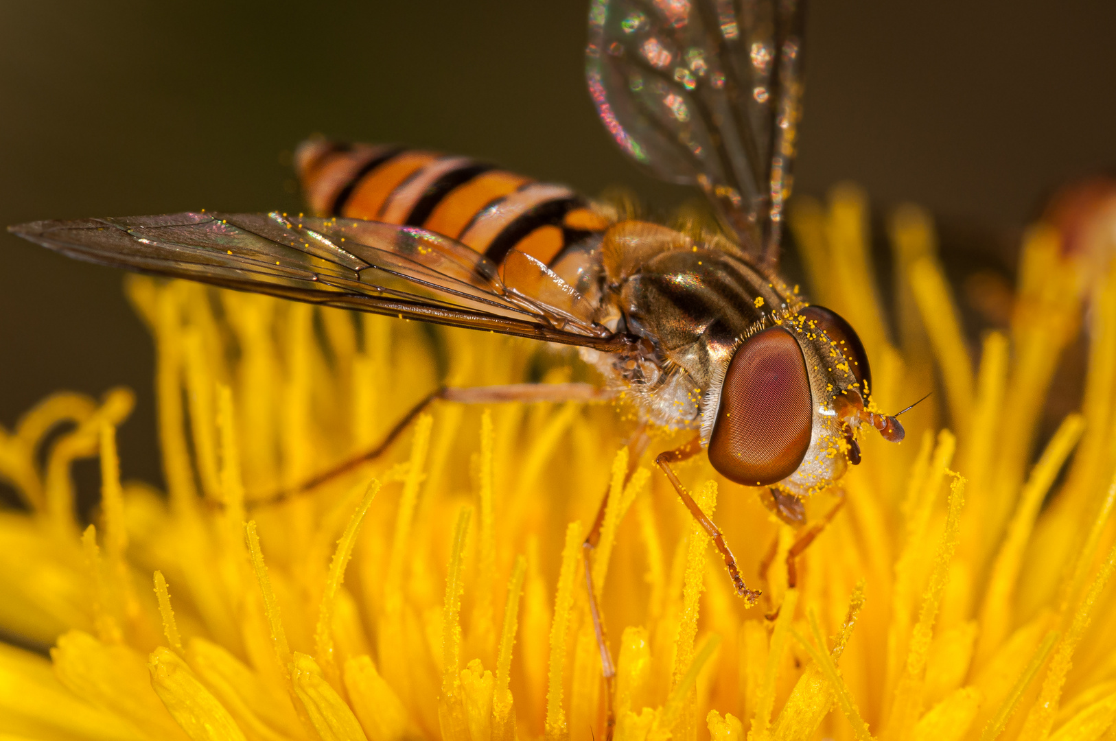 Episyrphus balteatus