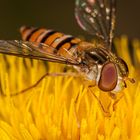 Episyrphus balteatus