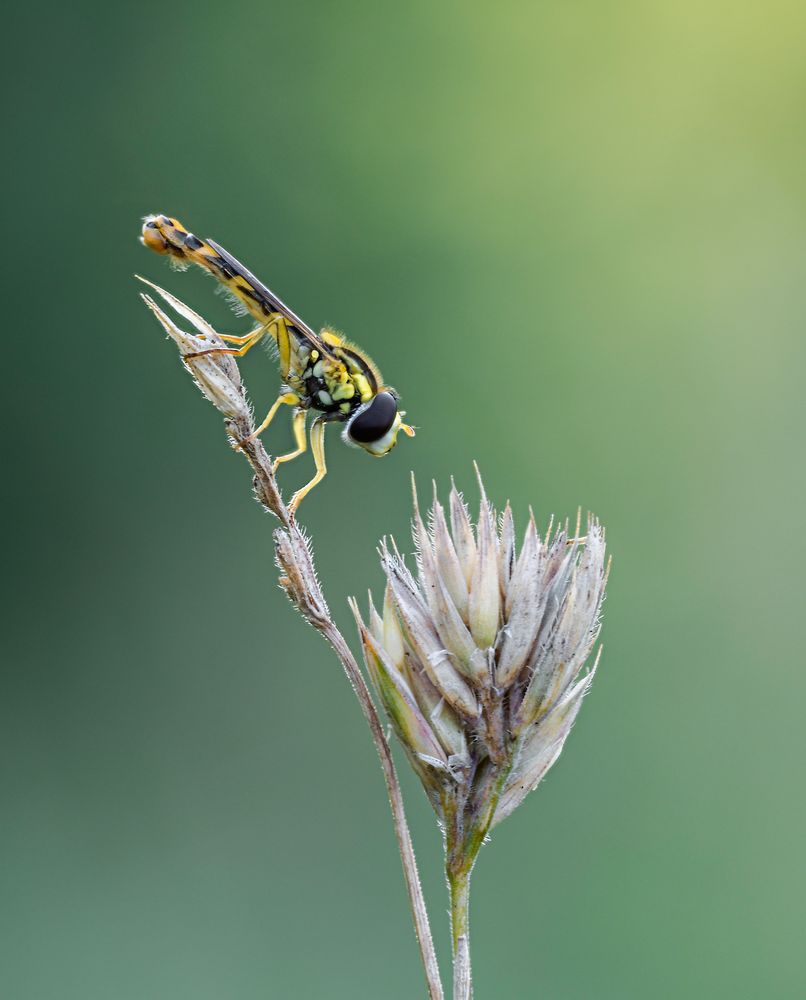 Episyrphus balteatus Foto & Bild tiere, landschaft, naturmakros