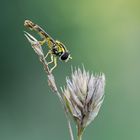 Episyrphus balteatus