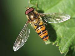 Episyrphus balteatus