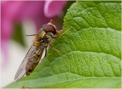 Episyrphus balteatus