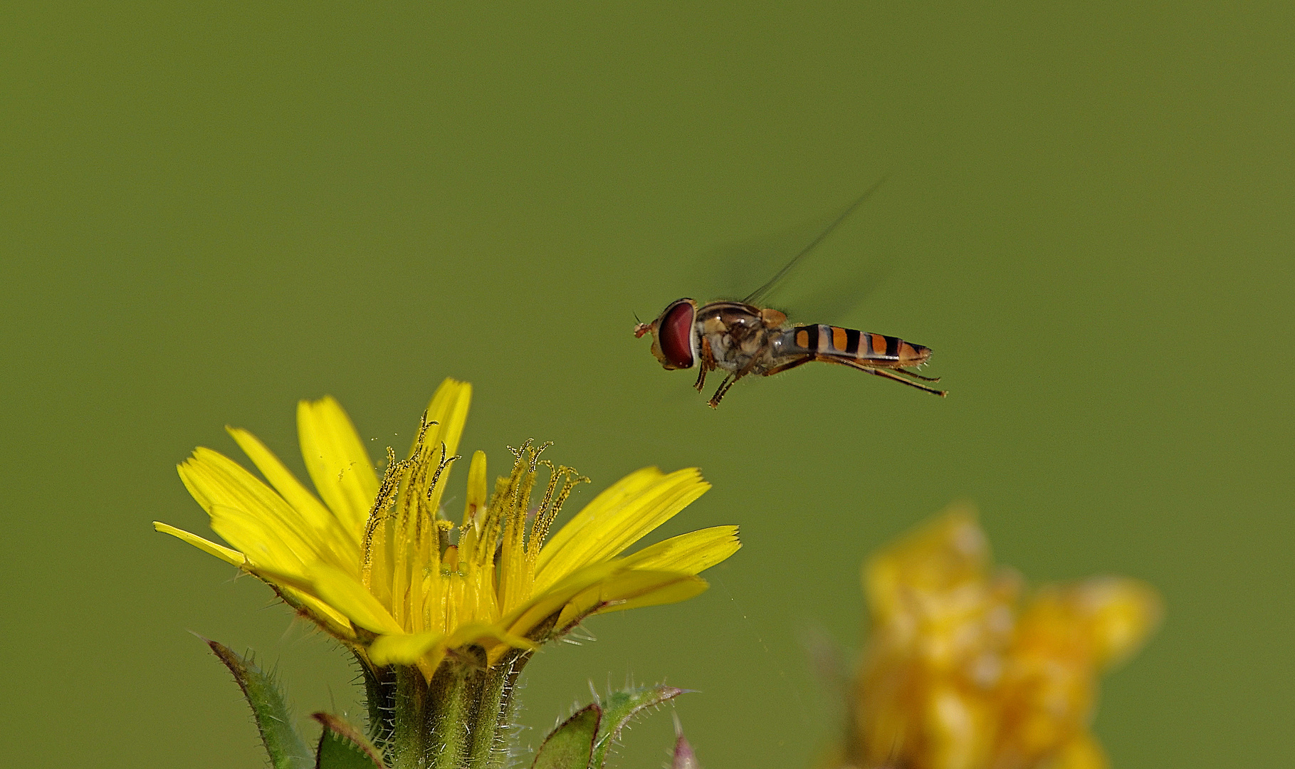 Episyrphus balteatus