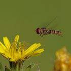 Episyrphus balteatus