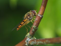 Episyrphus balteatus