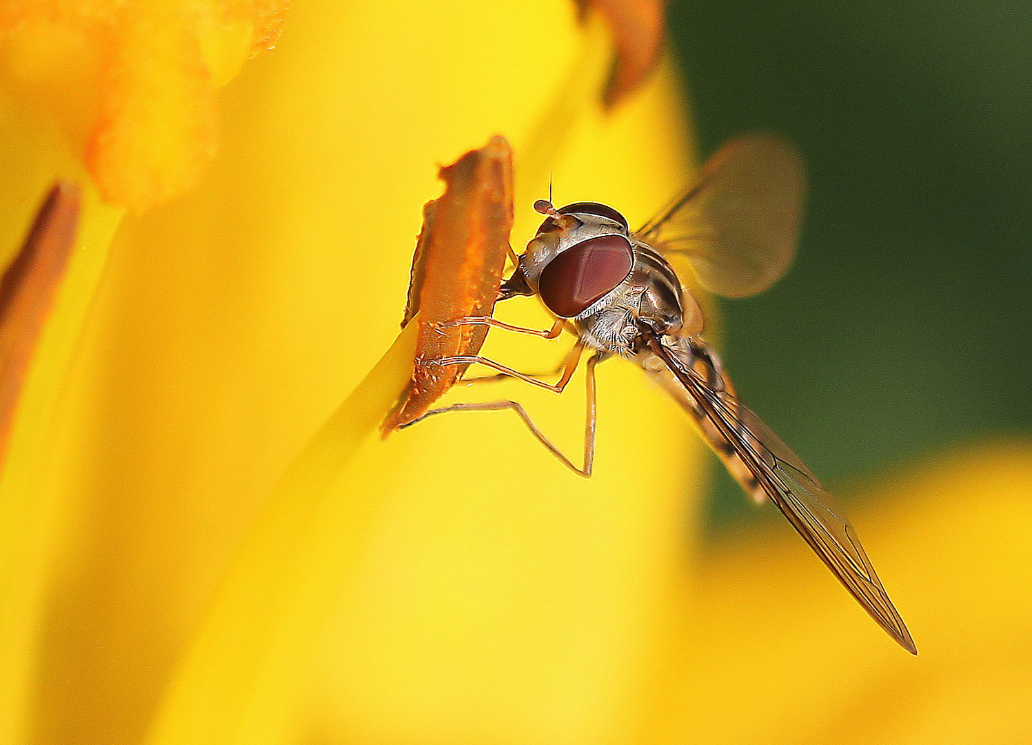 Episyrphus balteatus et le Lys