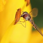 Episyrphus balteatus et le Lys