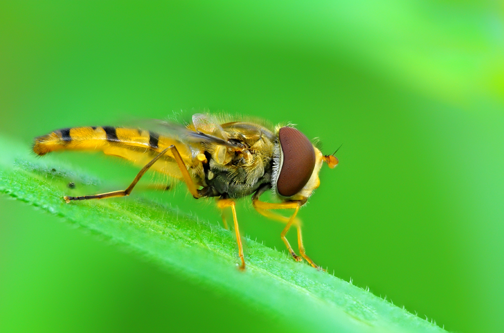 Episyrphus balteatus