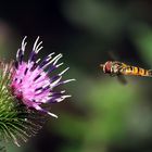 Episyrphus balteatus, Hain-Schwebfliege