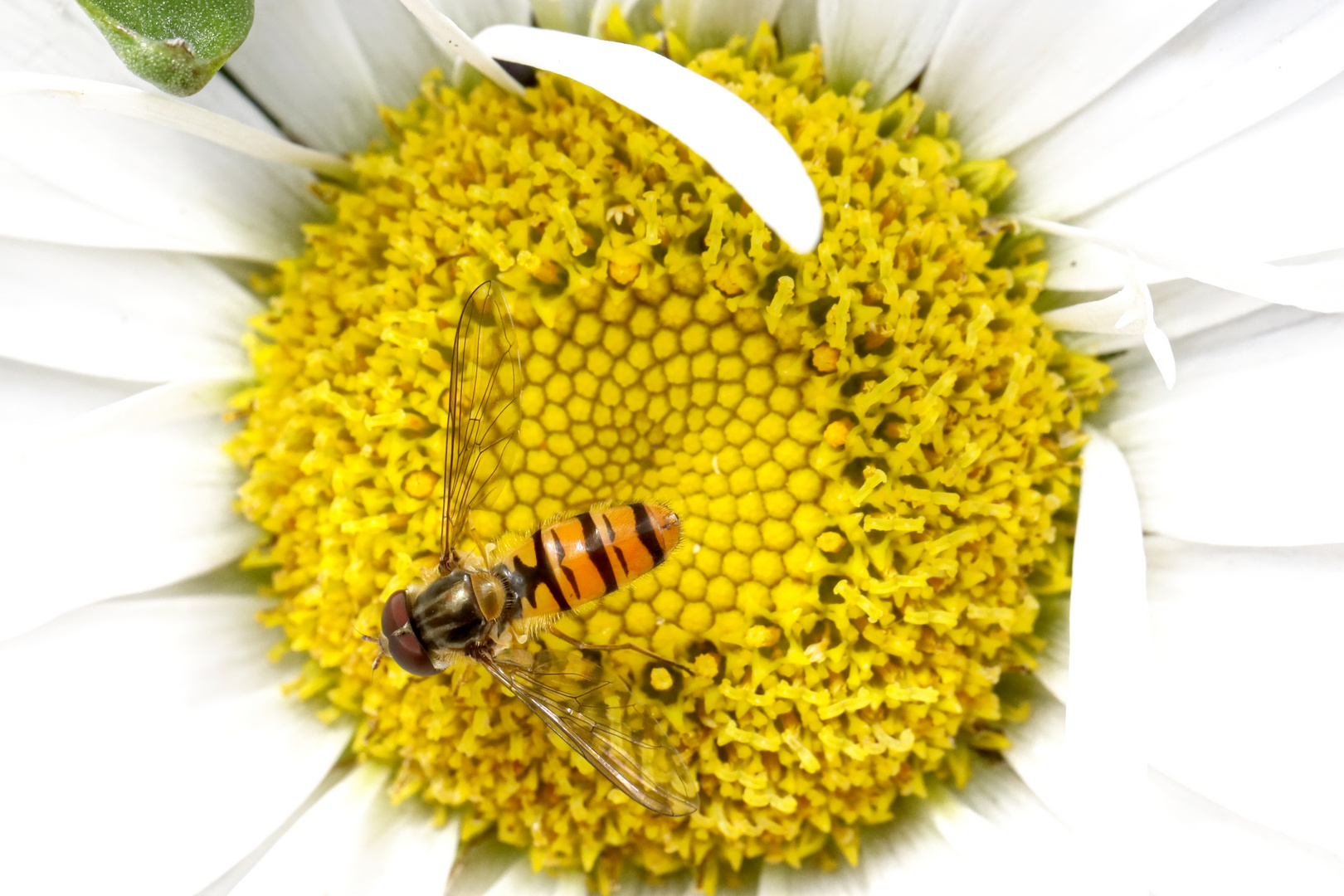 Episyrphus balteatus on the blossom of a chamomile