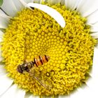 Episyrphus balteatus on the blossom of a chamomile