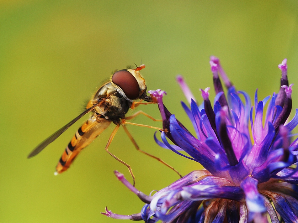 Episyrphus balteatus - Schwebfliege