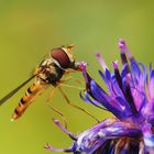 Episyrphus balteatus - Schwebfliege