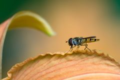 Episyrphus balteatus sur hémérocalle