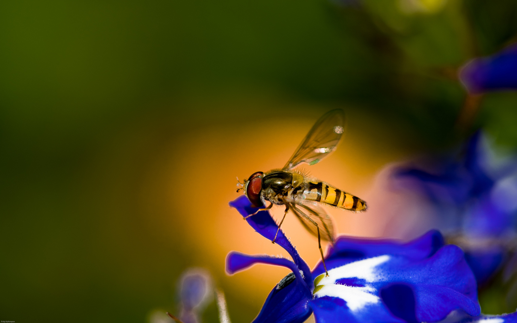 Episyrphus balteatus, Syrphidae oder einfach Schwebfliege