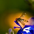 Episyrphus balteatus, Syrphidae oder einfach Schwebfliege