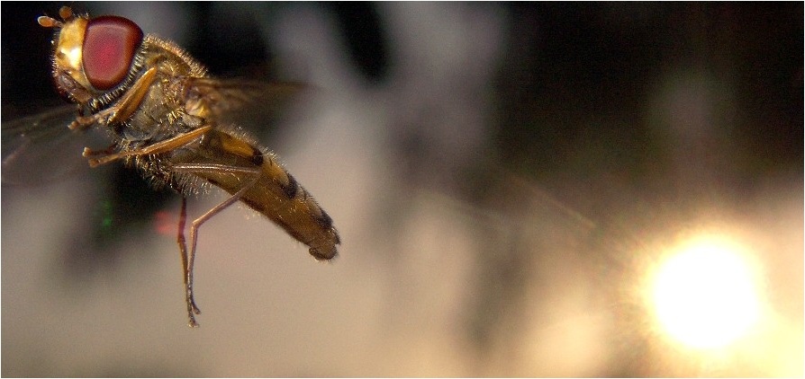 Episyrphus - Schattenflieger im Sonnenfleck